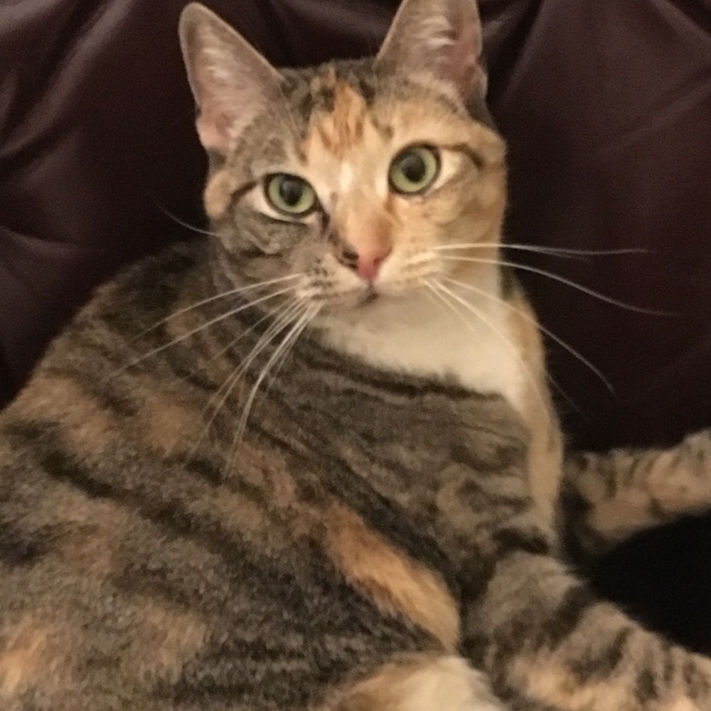 Meet your Posher, Olivia